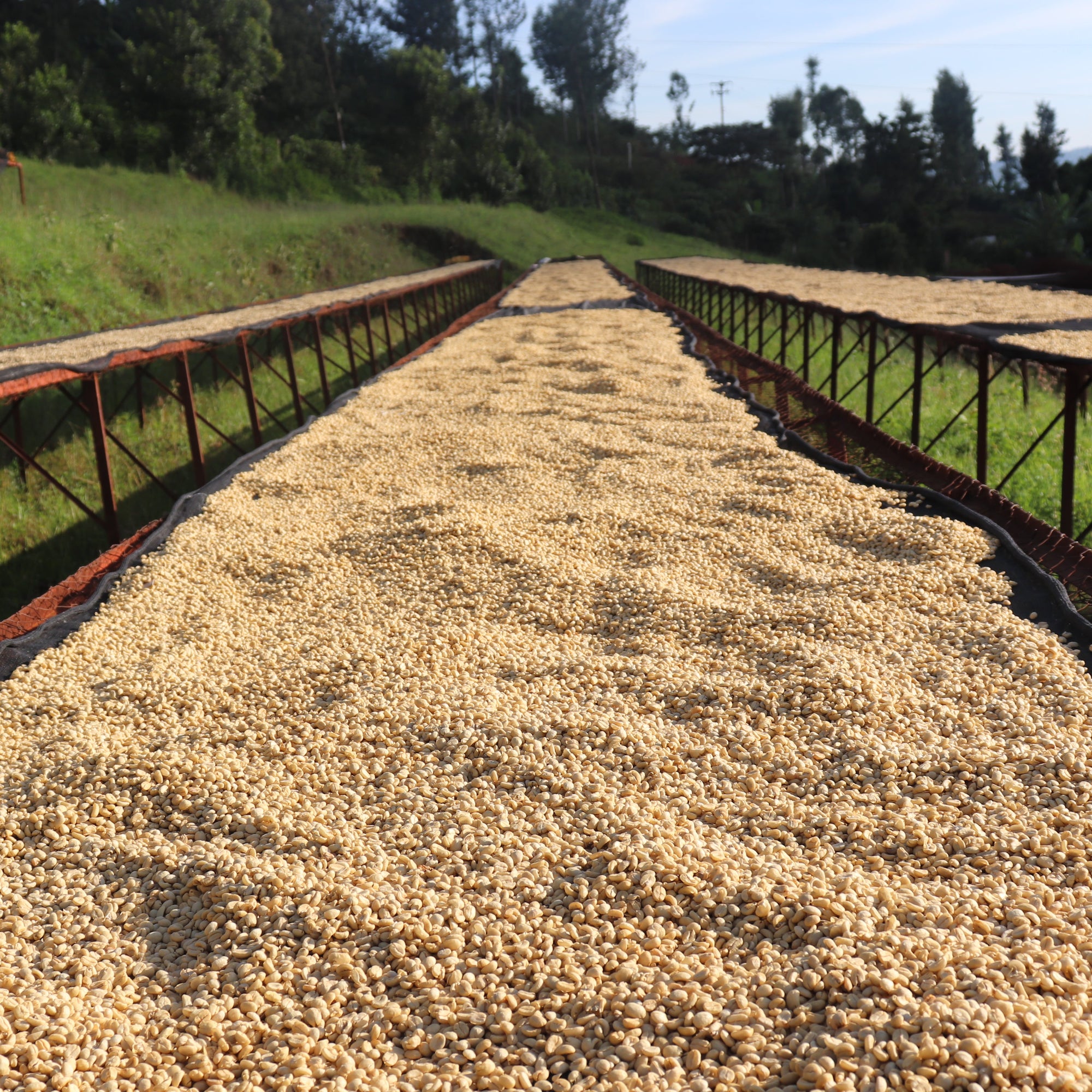 Kenya | Gichathaini AA