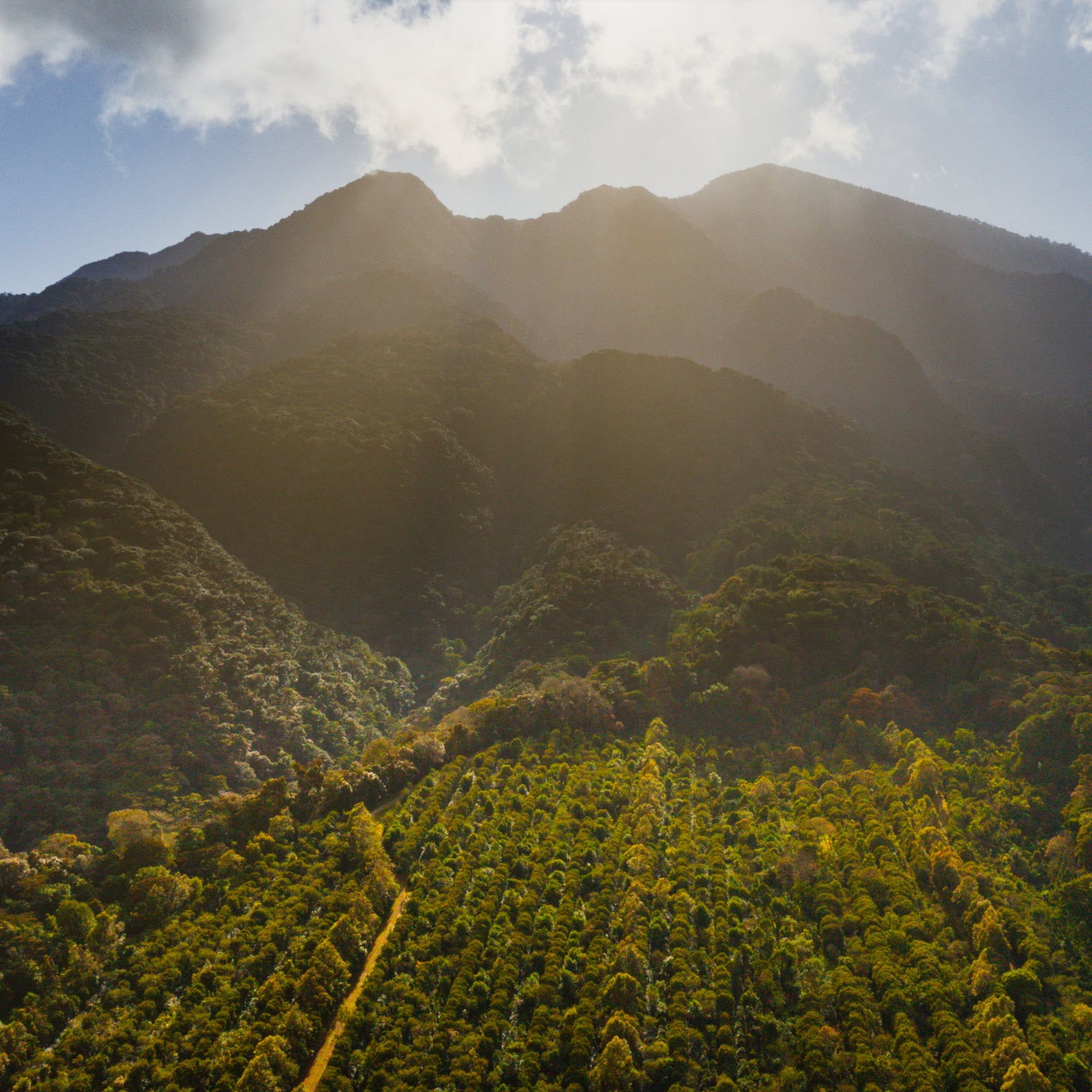 Sunlight illuminating a mountain range with green forest