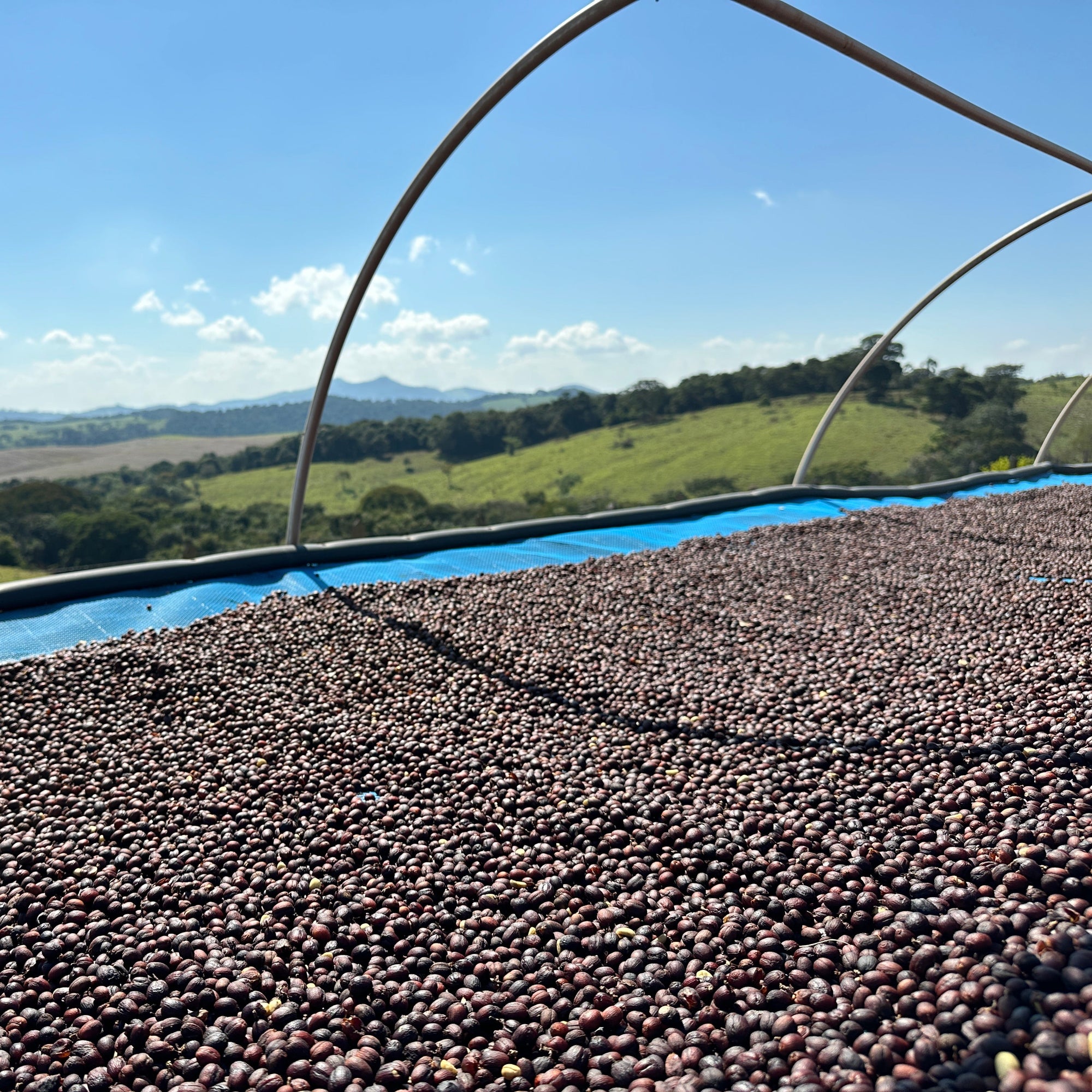 Green coffee beans with a scenic view of green hills and blue sky in the background