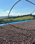 Green coffee beans with a scenic view of green hills and blue sky in the background