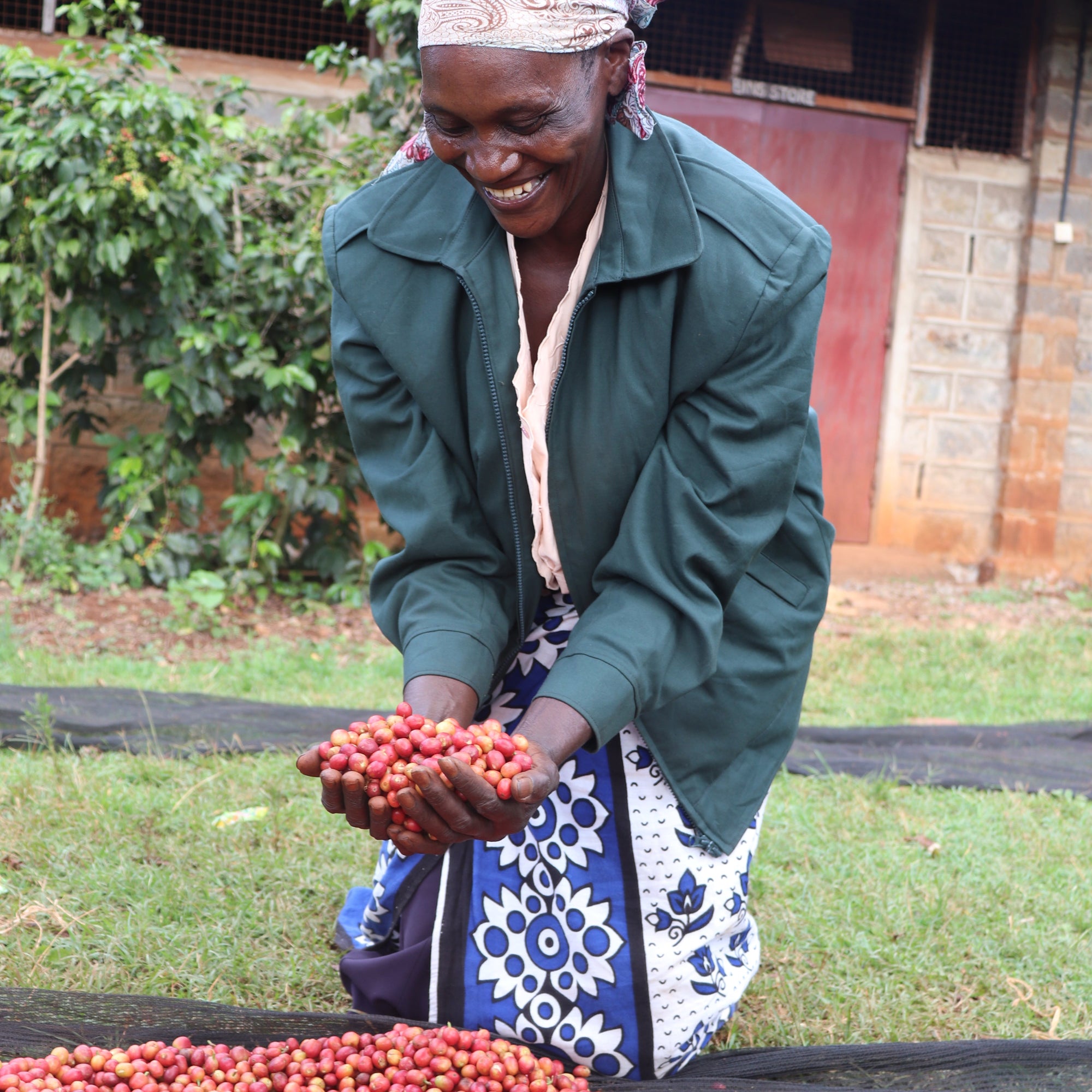 Person holding coffee cherries next to a large pile of red coffee beans outdoors.