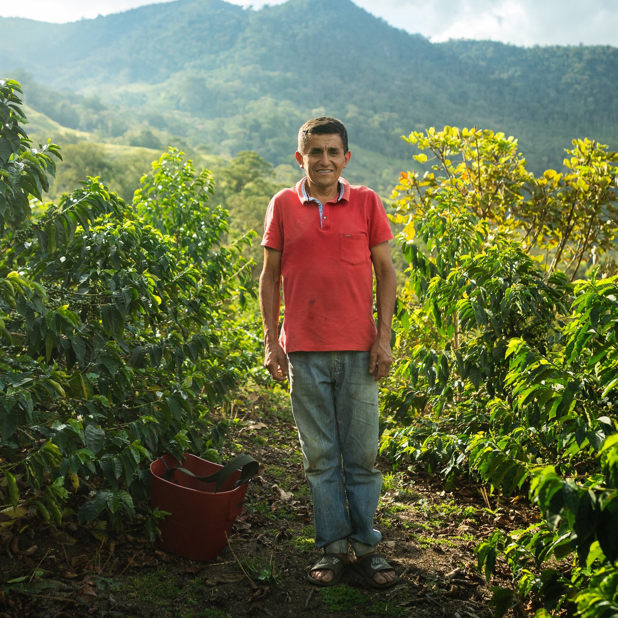A man wearing a red polo shirt and blue jeans stands on a farm path surrounded by lush green plants, with mountains in the background under a cloudy sky.