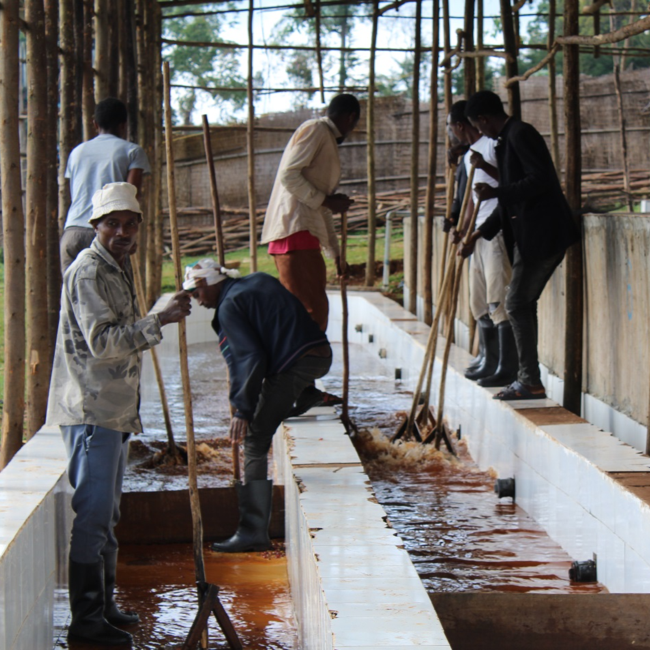 Photo of Ethiopia Raro